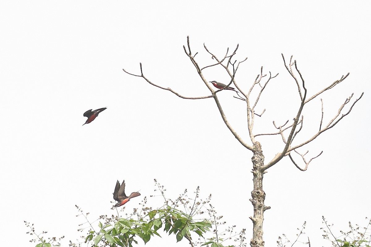 Rosy Bee-eater - ML631721702