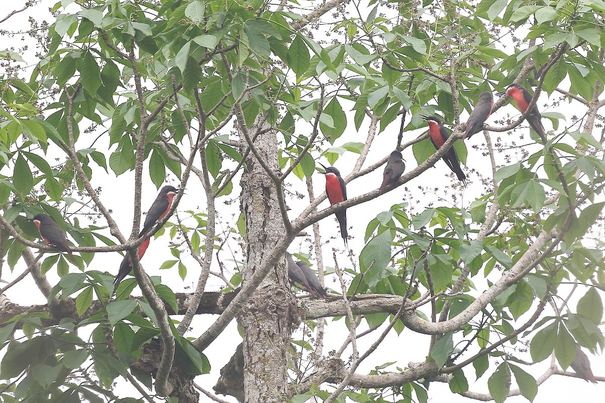 Rosy Bee-eater - ML631721704