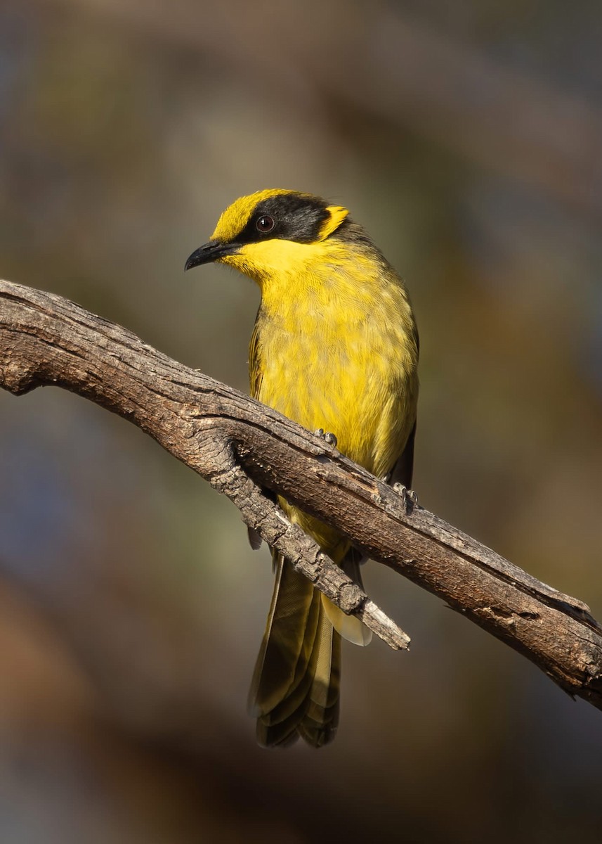 Yellow-tufted Honeyeater - ML631721752