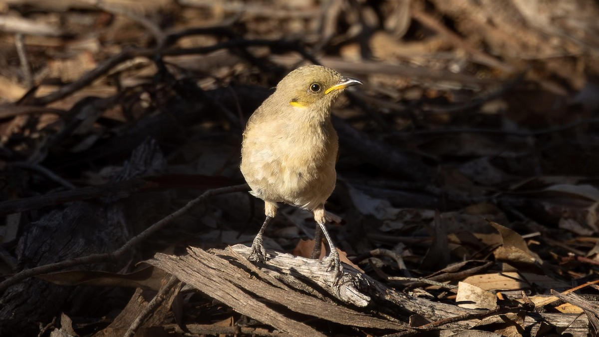 Fuscous Honeyeater - ML631721805