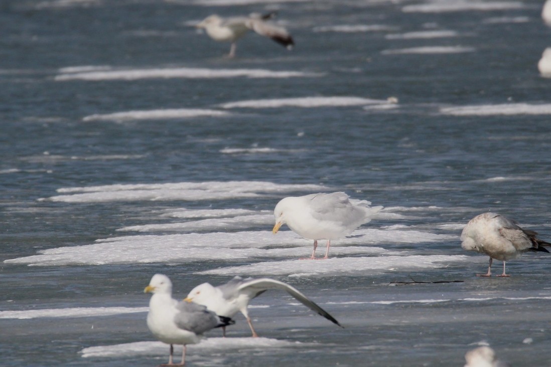 Glaucous Gull - ML631721899