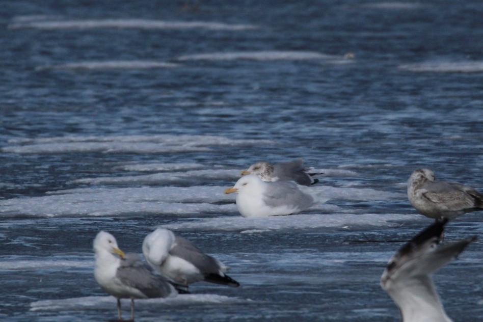 Glaucous Gull - ML631721900