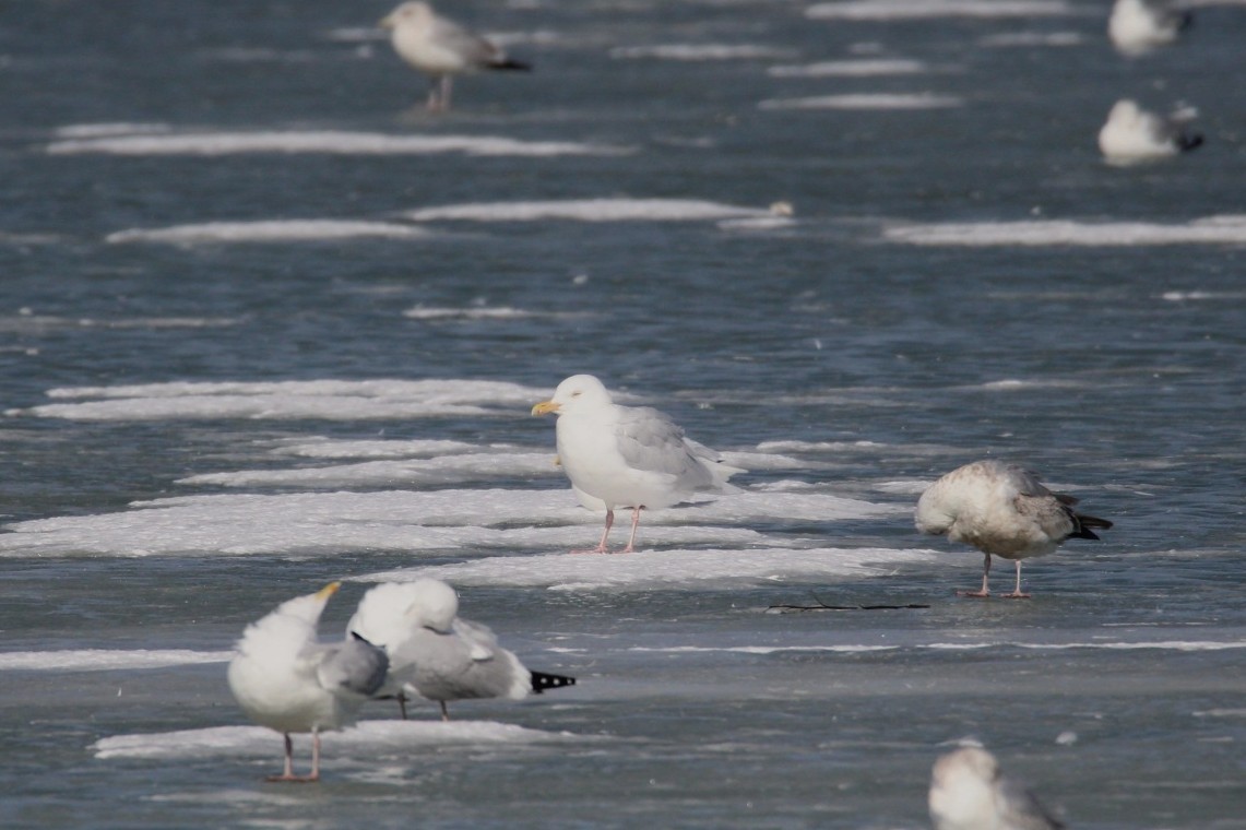 Glaucous Gull - ML631721901
