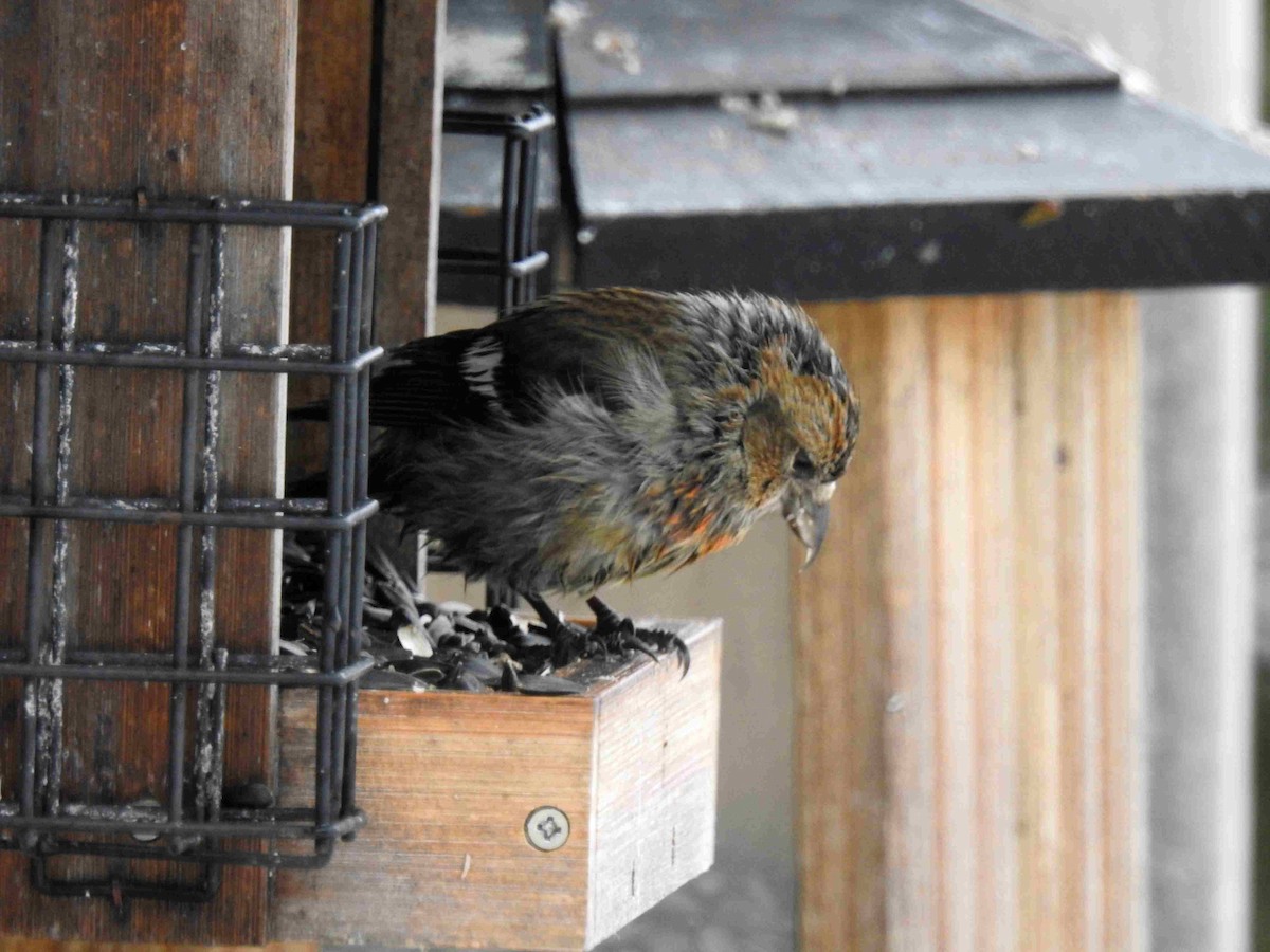 Тольт солбин хошуут - ML631722093