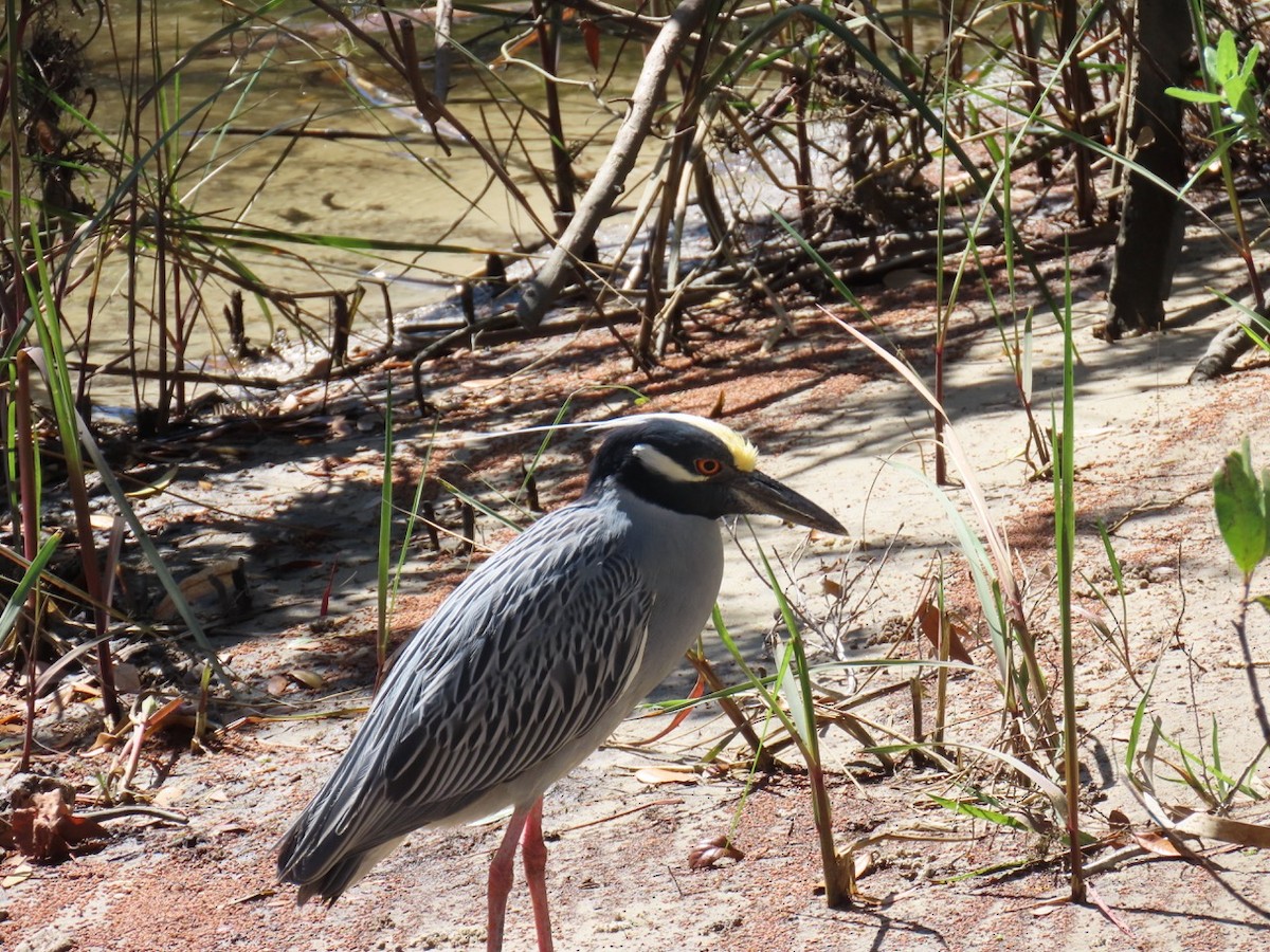 Yellow-crowned Night Heron - ML631722113