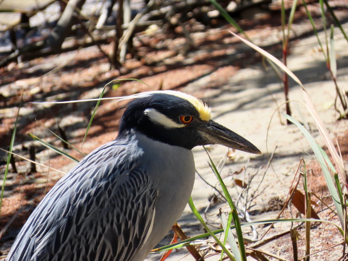 Yellow-crowned Night Heron - ML631722114