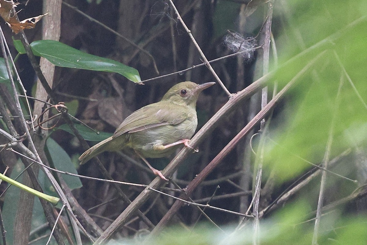 Gray Longbill - ML631722145