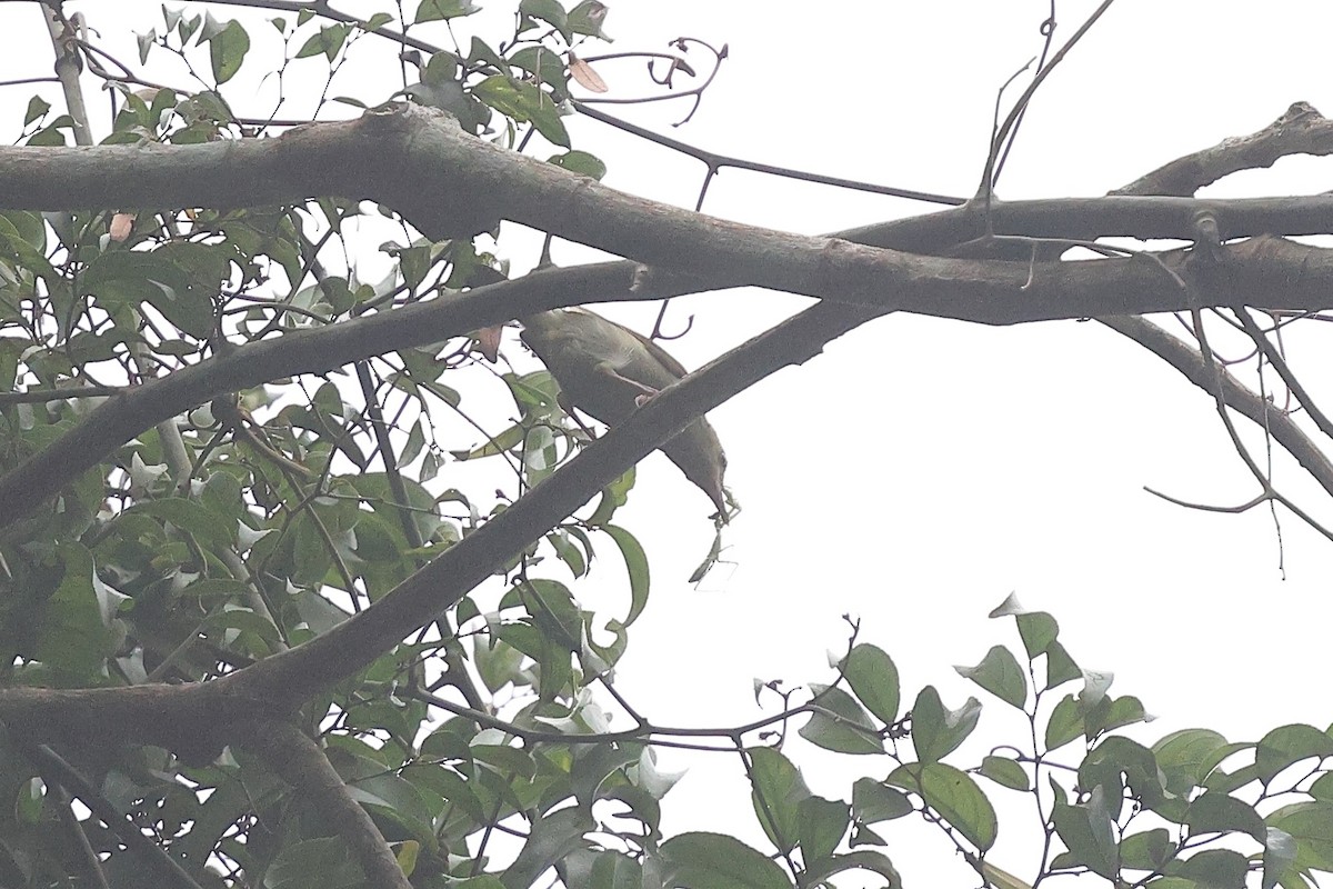 Gray Longbill - ML631722190