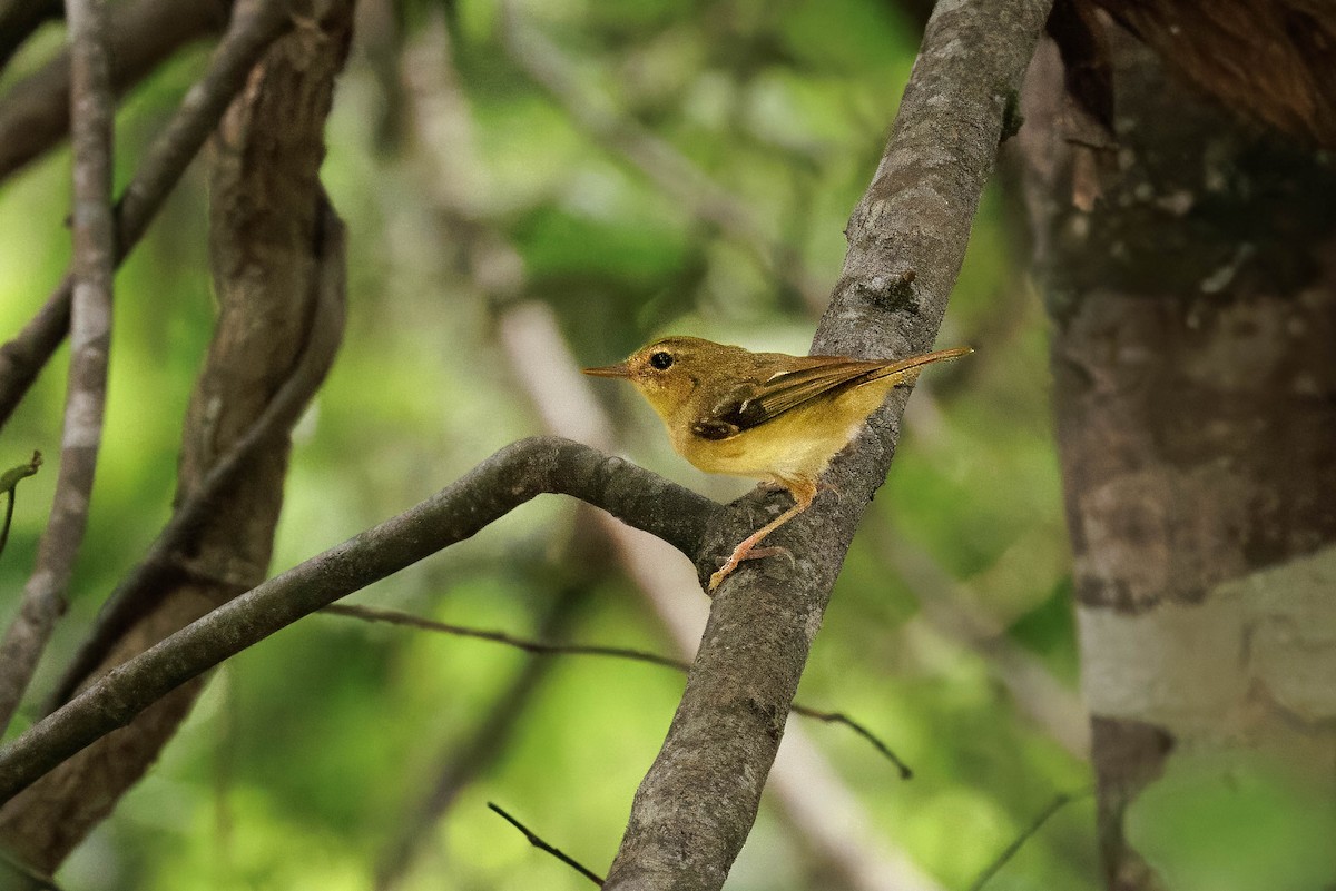 Tropical Scrubwren - ML631722197