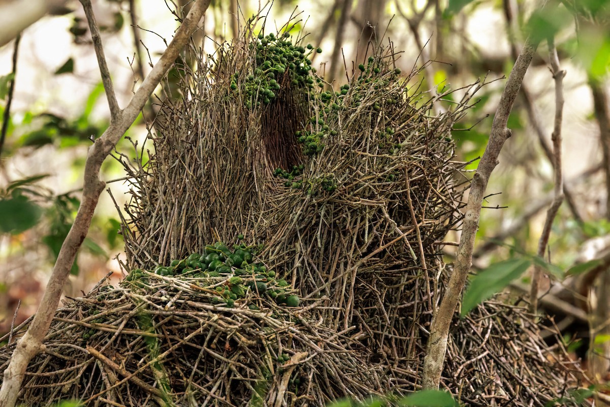 Fawn-breasted Bowerbird - ML631722214