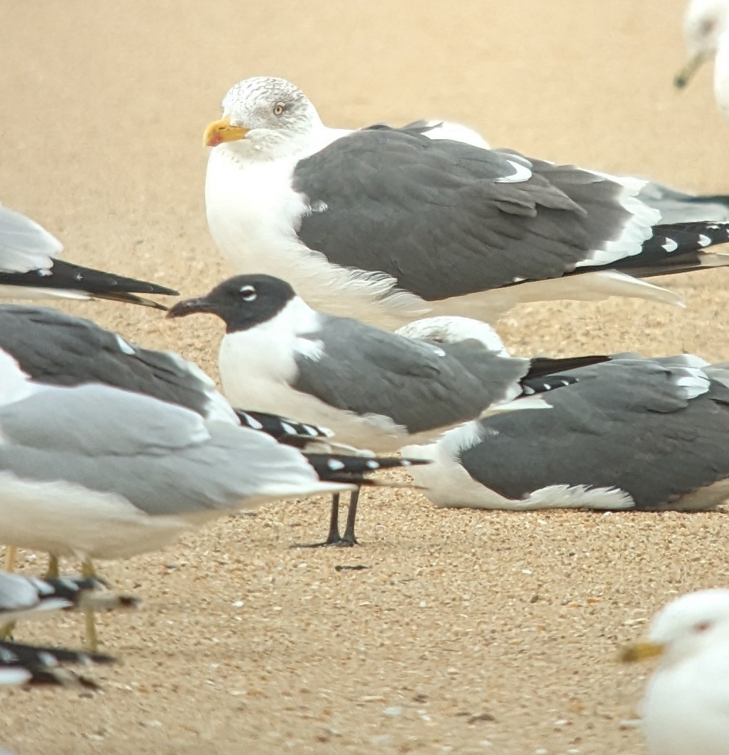 Laughing Gull - ML631722361