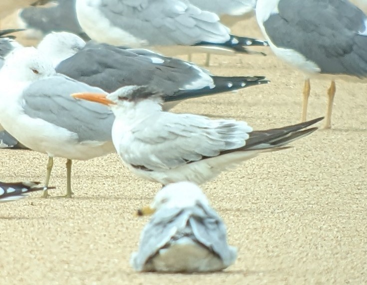 Royal Tern - ML631722368