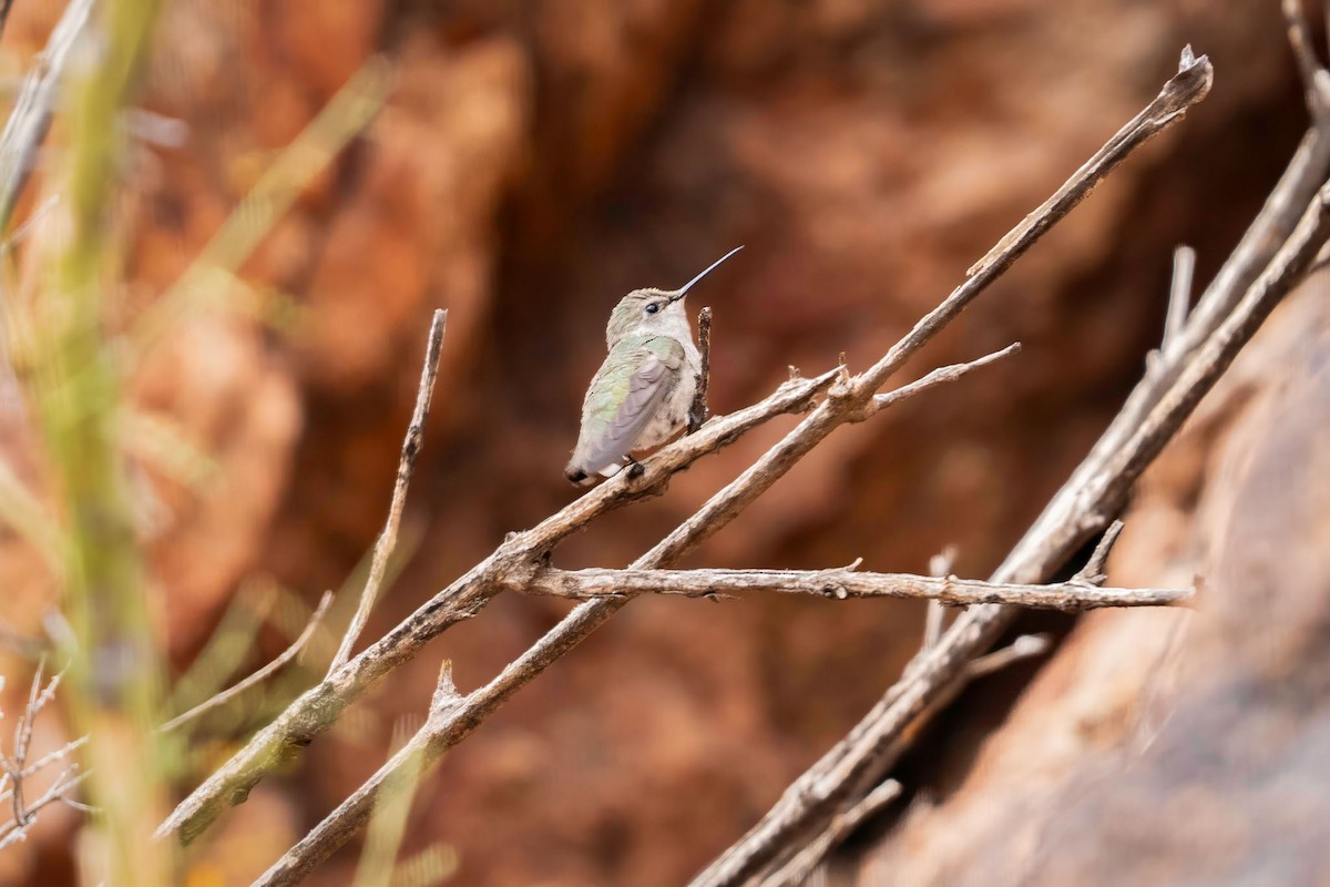 Costa's Hummingbird - ML631722586