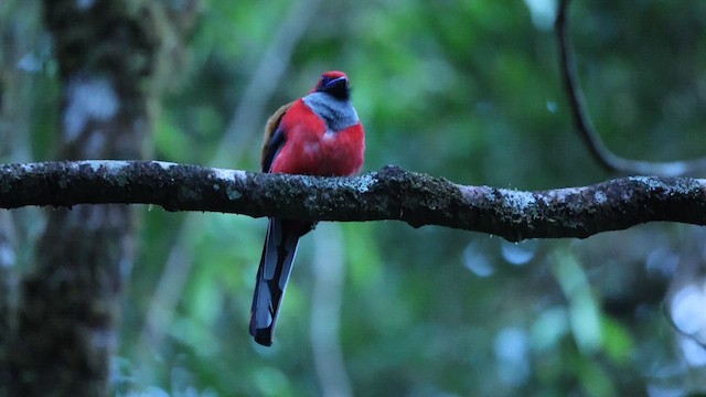 Whitehead's Trogon - ML631722598