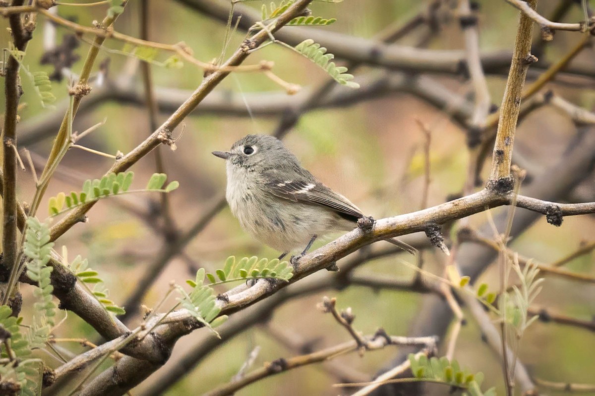 Hutton's Vireo - ML631722599