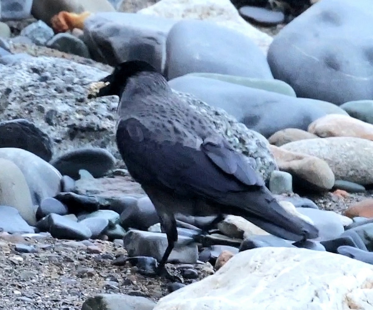Carrion x Hooded Crow (hybrid) - ML631722630
