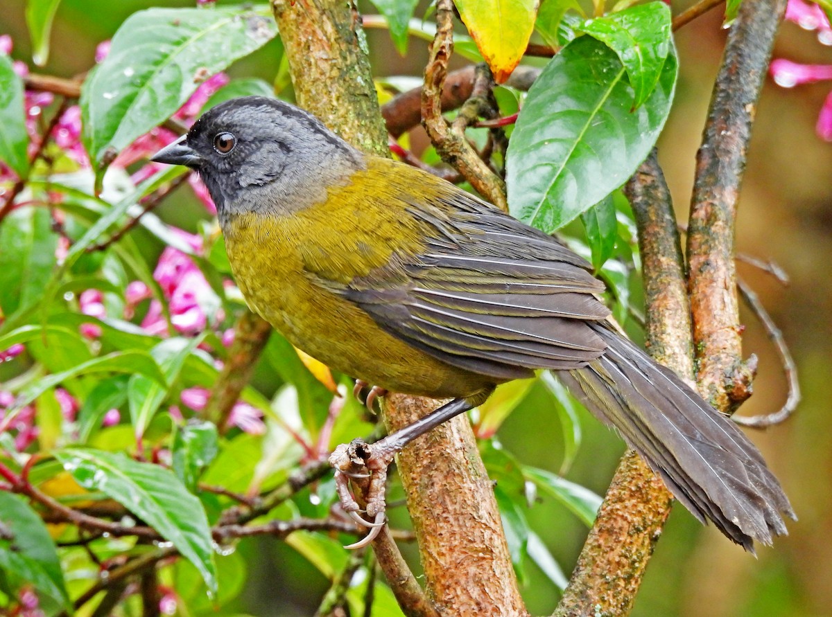 Large-footed Finch - ML631722672