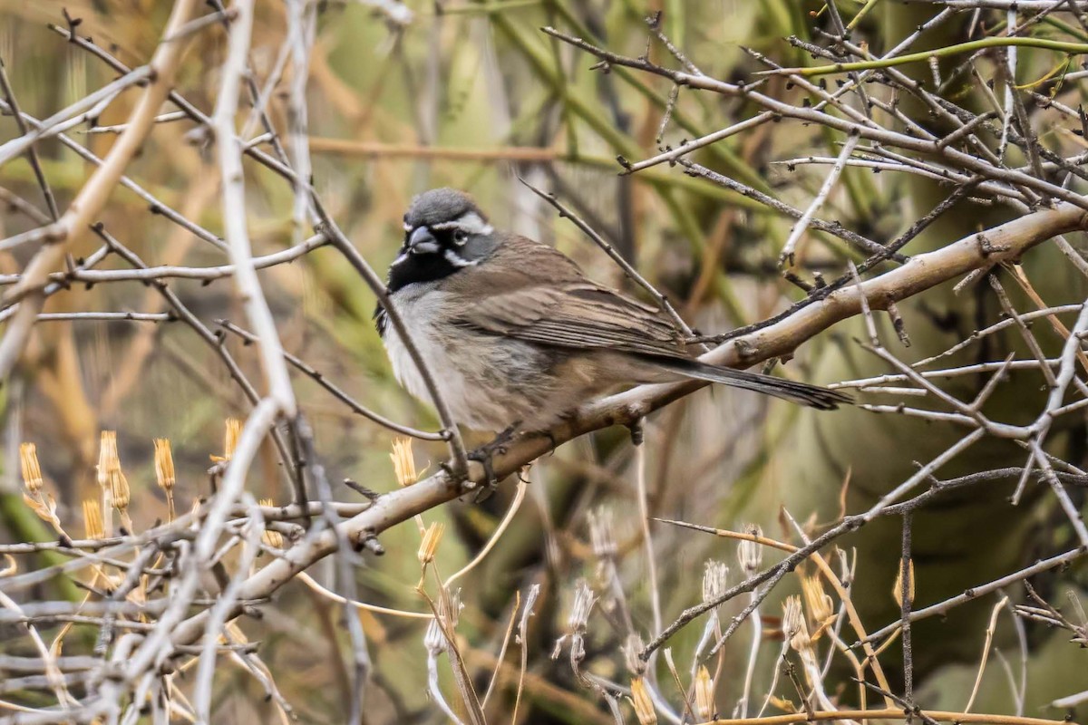 Black-throated Sparrow - ML631722783