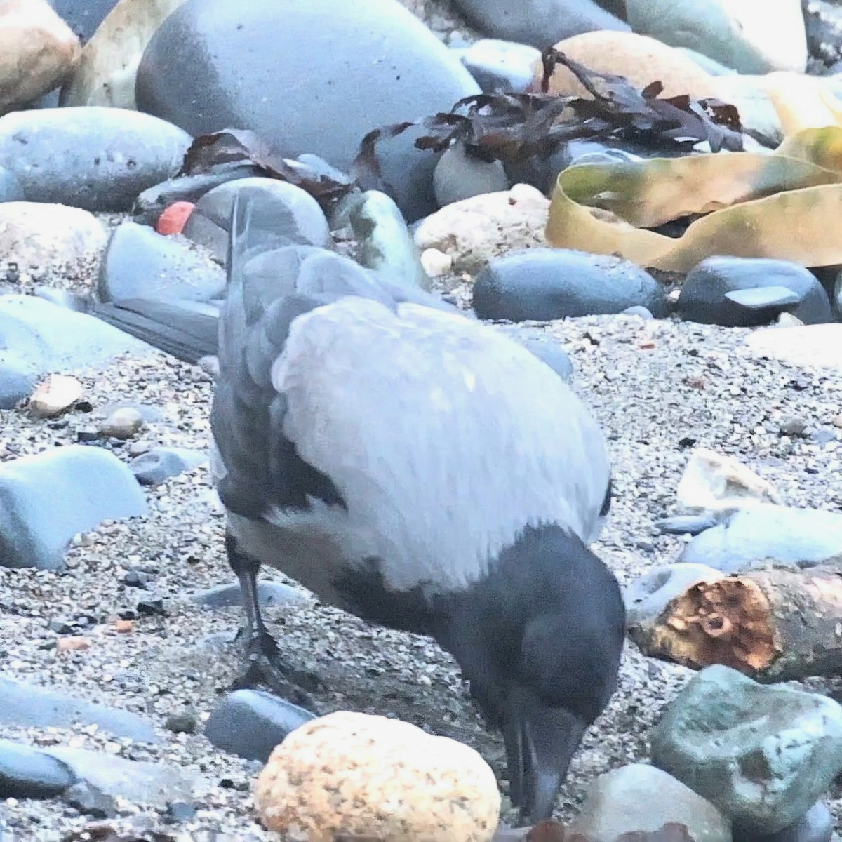 Hooded Crow - ML631722806