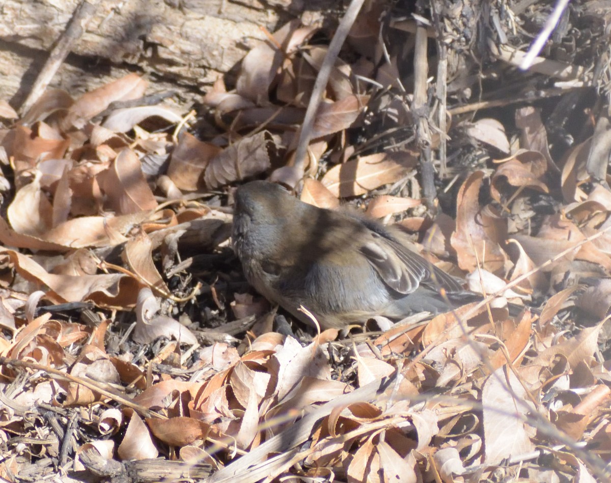 Юнко сірий (підвид hyemalis/carolinensis) - ML631722860