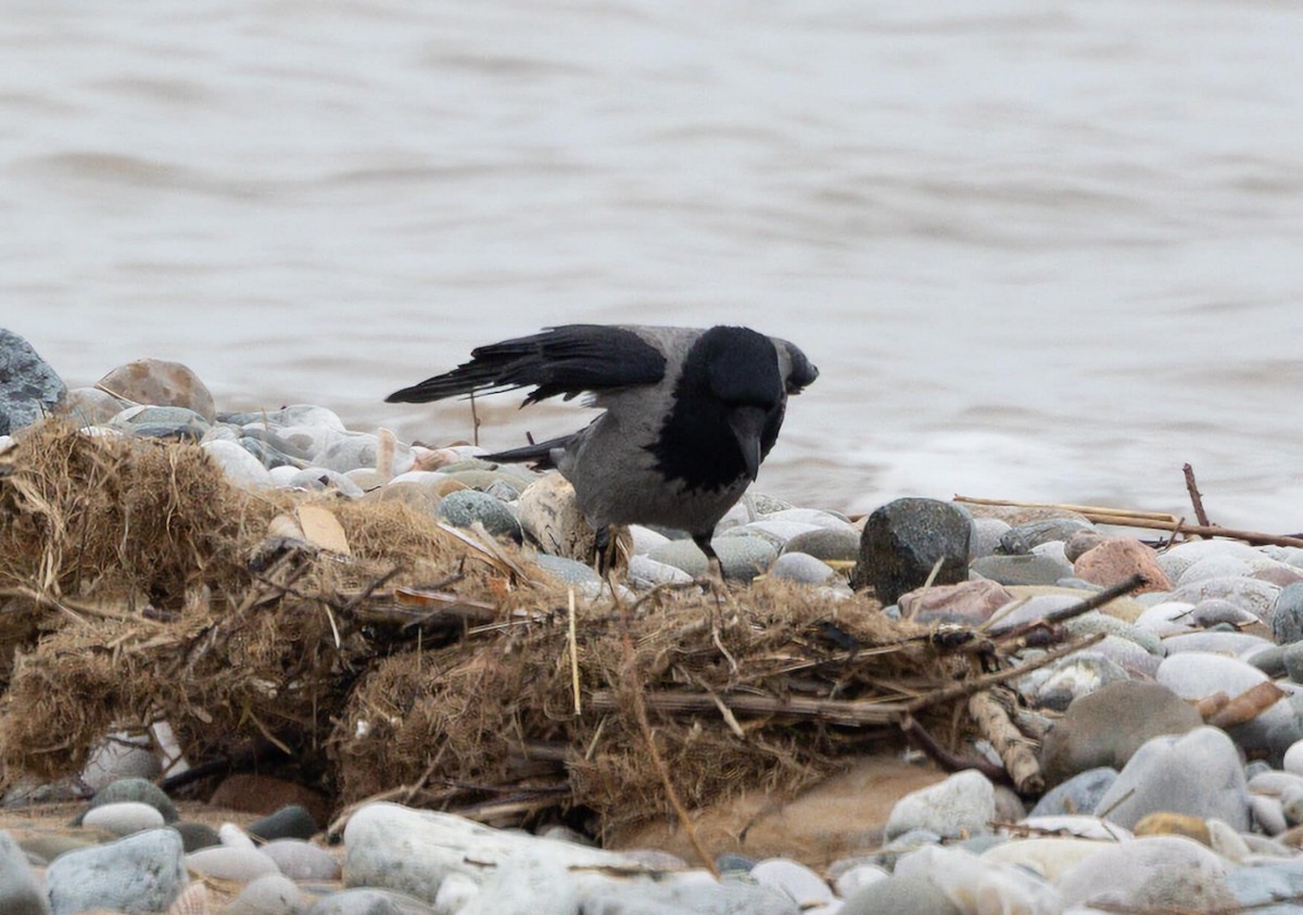 Carrion x Hooded Crow (hybrid) - ML631722867
