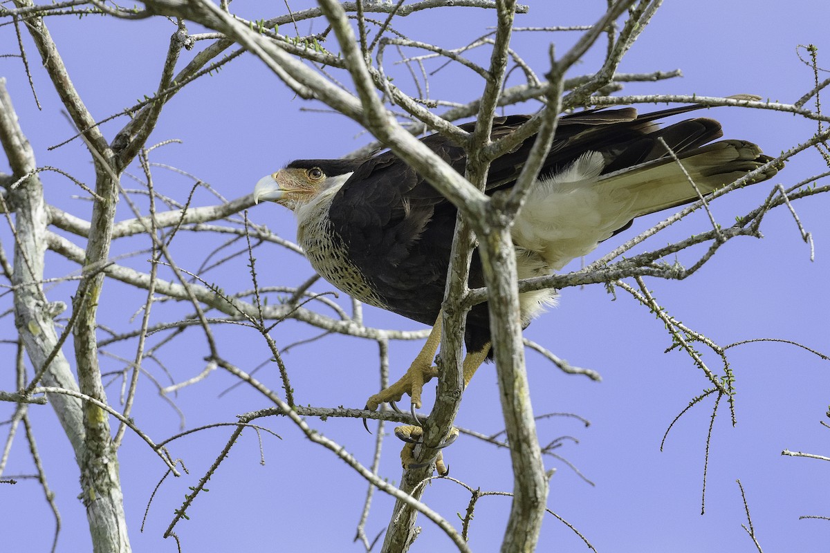 Crested Caracara - ML631722876