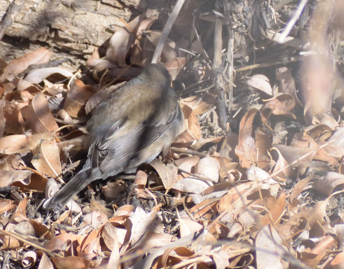 Юнко сірий (підвид hyemalis/carolinensis) - ML631722882