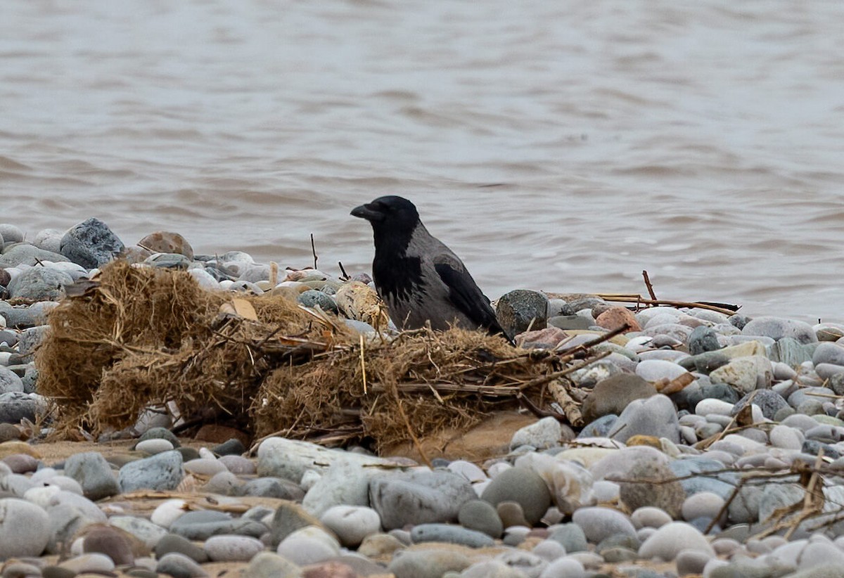 Carrion x Hooded Crow (hybrid) - ML631722887