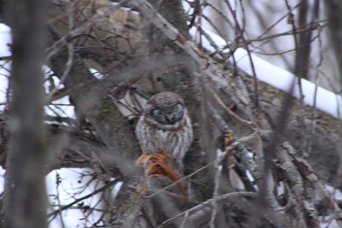 Boreal Owl - ML631722916