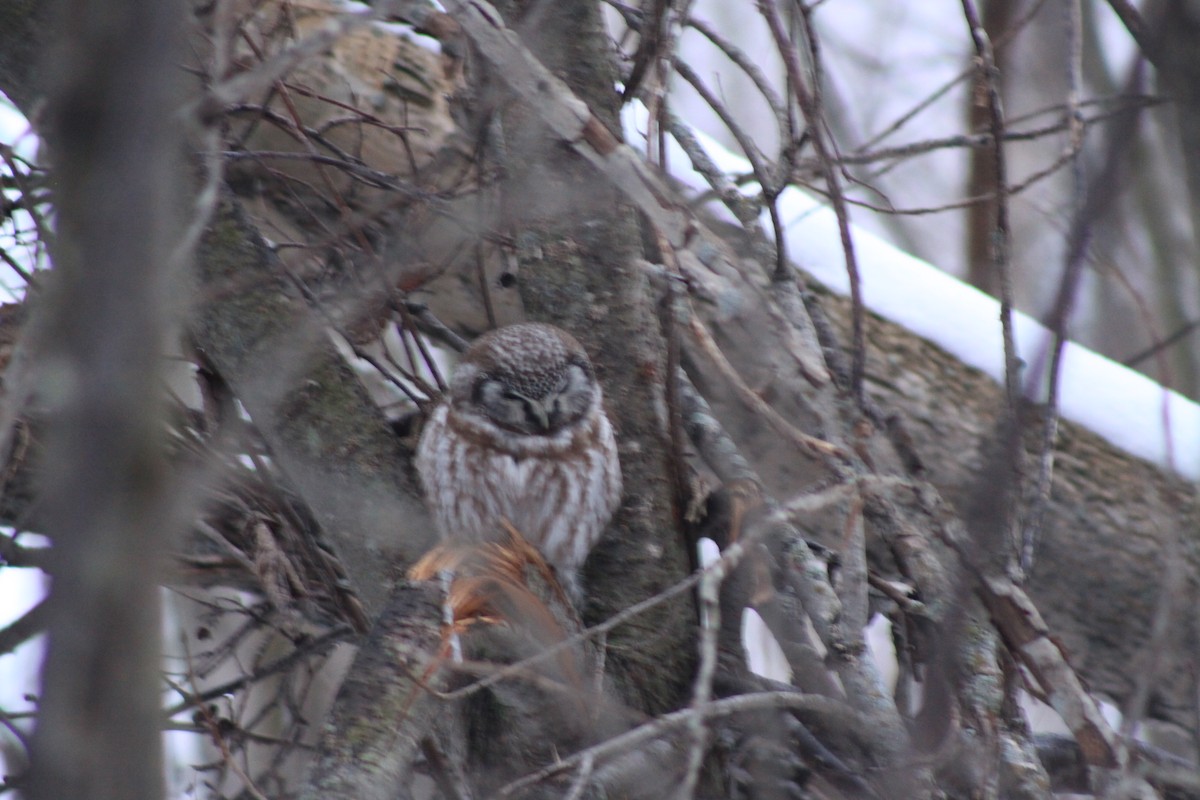 Boreal Owl - ML631722956