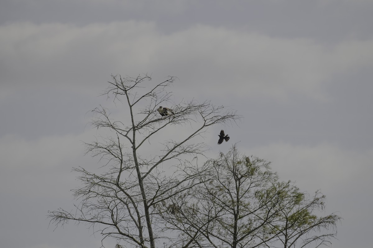 Crested Caracara - ML631722967