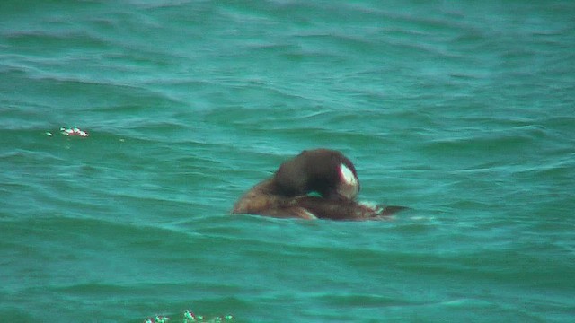 White-winged Scoter - ML631722973