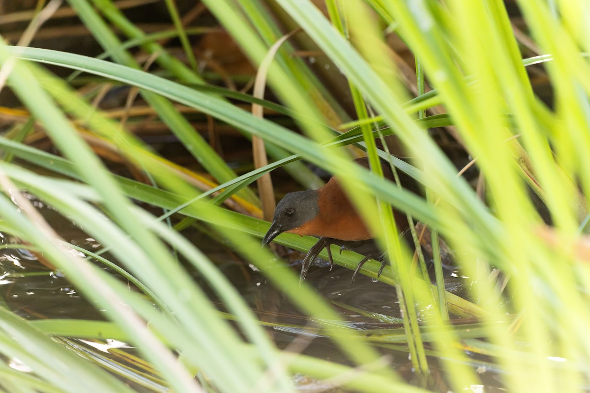 Ruddy Crake - ML631722978