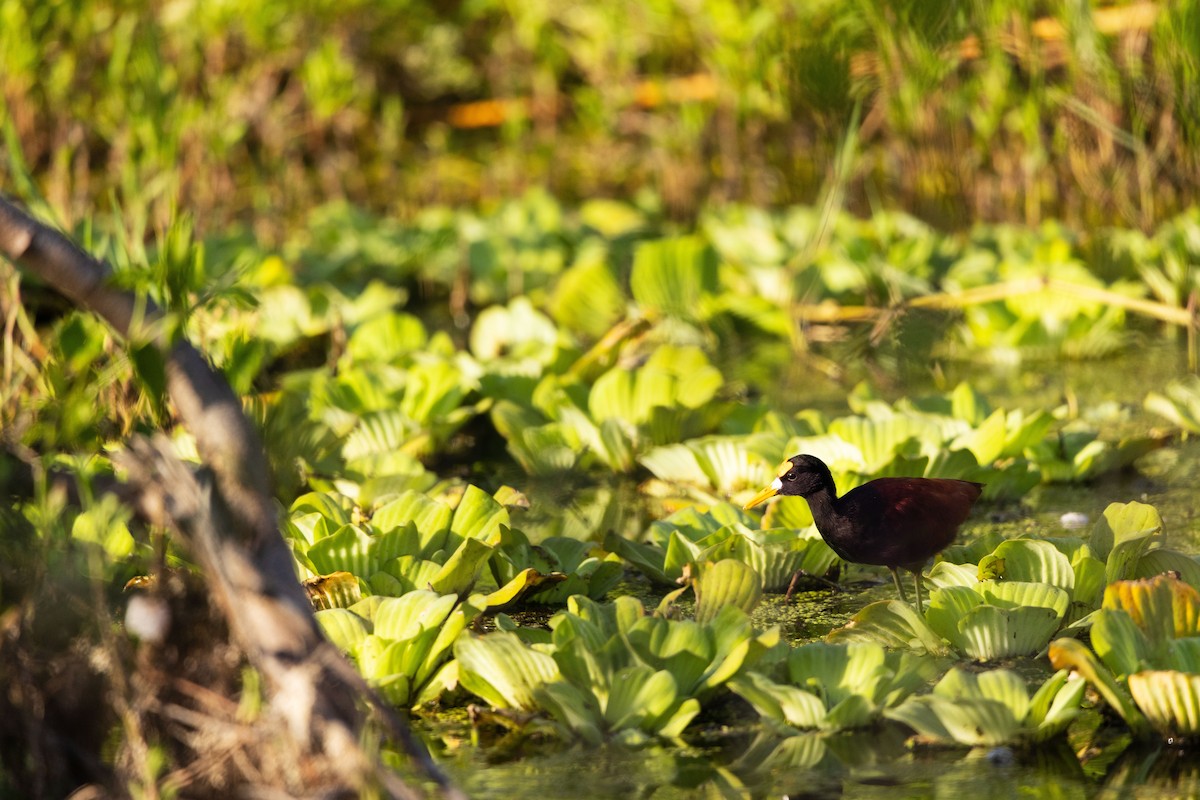 Northern Jacana - ML631722984