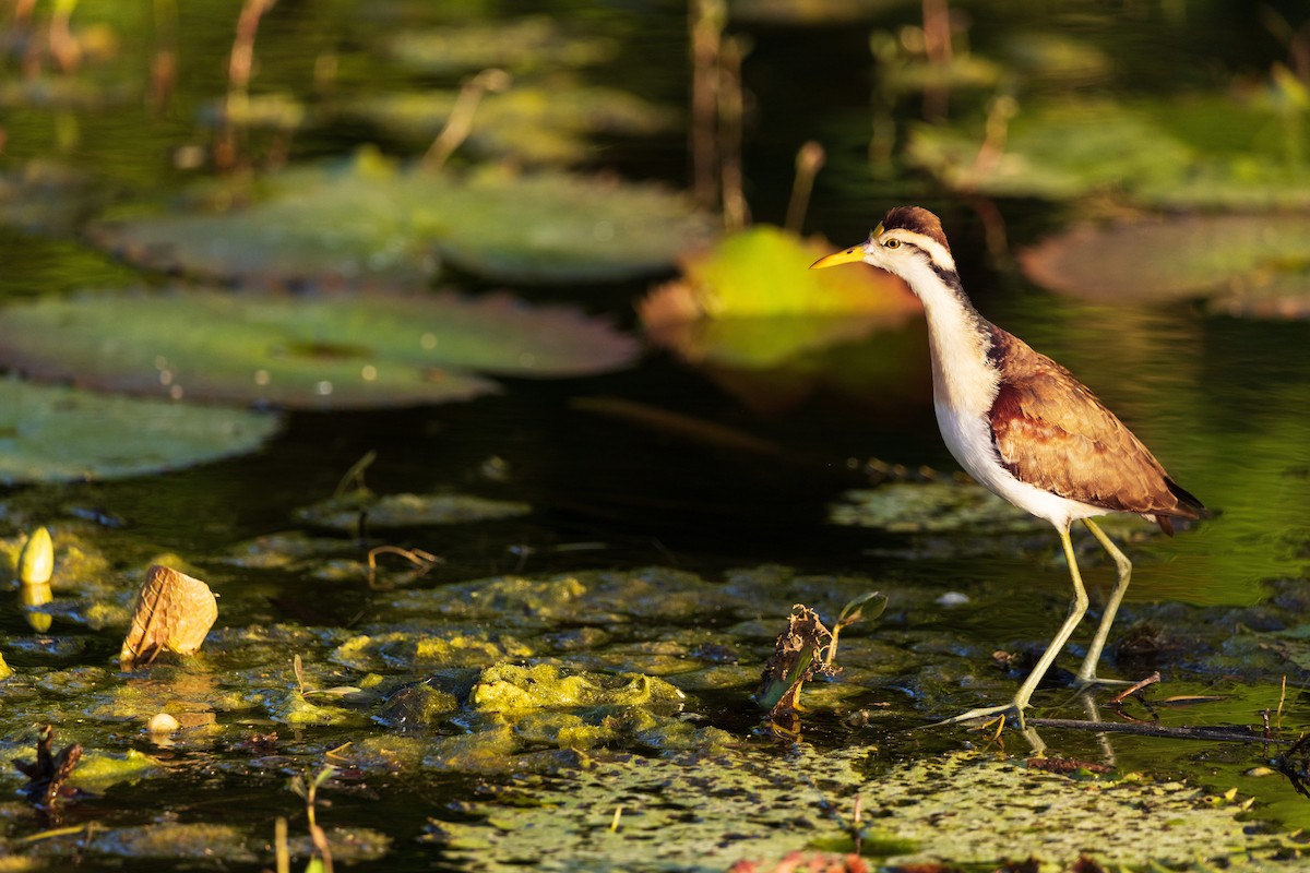 Northern Jacana - ML631722985