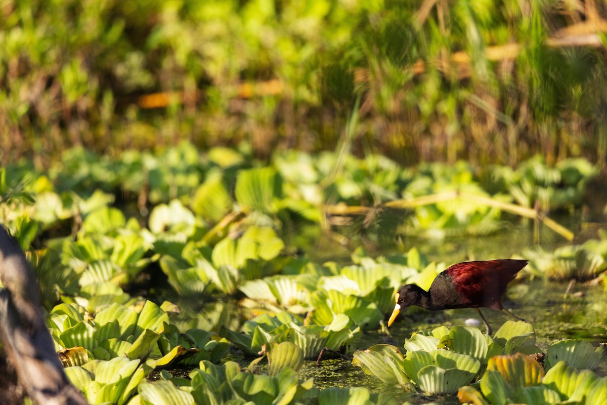 Northern Jacana - ML631722986