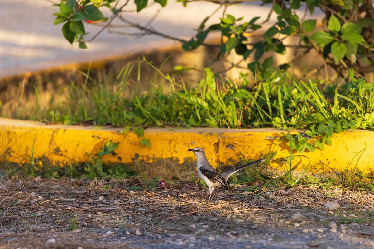 Tropical Mockingbird - ML631723092