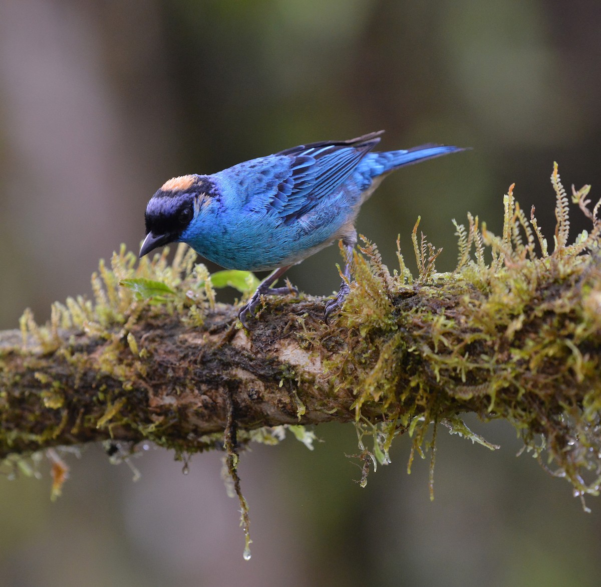 Golden-naped Tanager (Golden-naped) - ML631723154