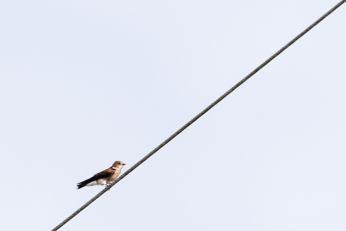 Northern Rough-winged Swallow - ML631723178