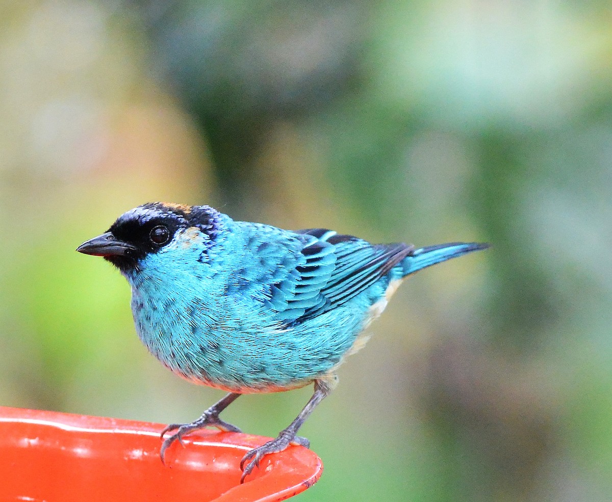 Golden-naped Tanager (Golden-naped) - ML631723182