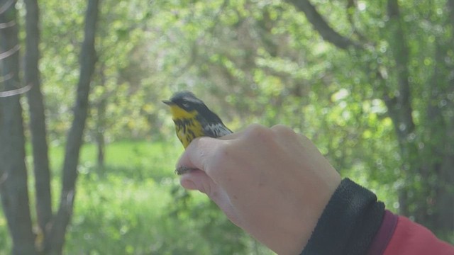 Magnolia Warbler - ML631723186