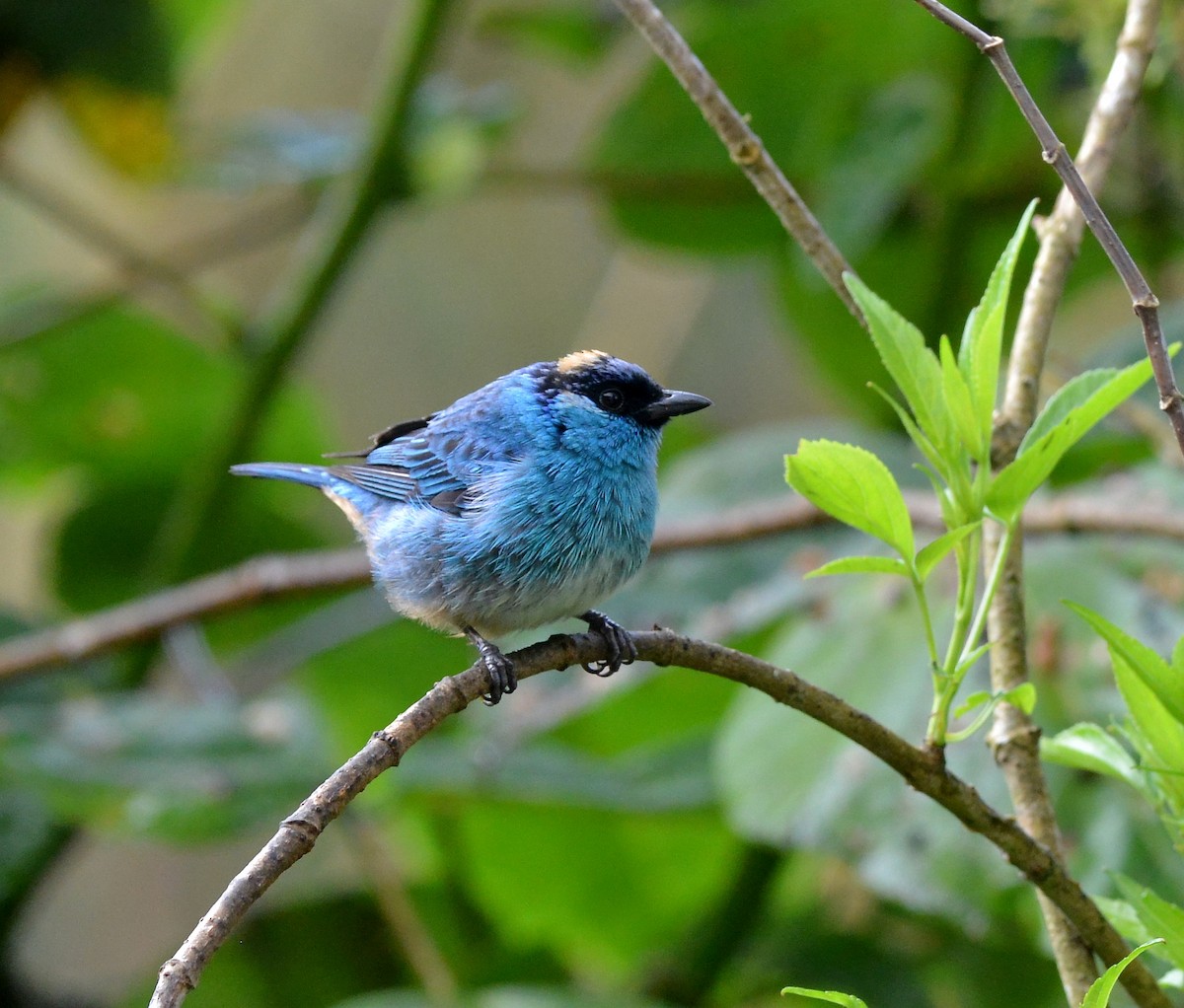 Golden-naped Tanager (Golden-naped) - ML631723188