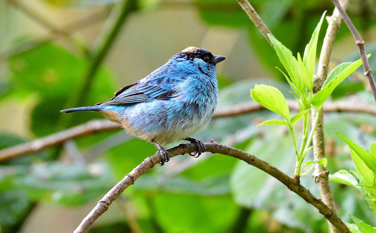 Golden-naped Tanager (Golden-naped) - ML631723193