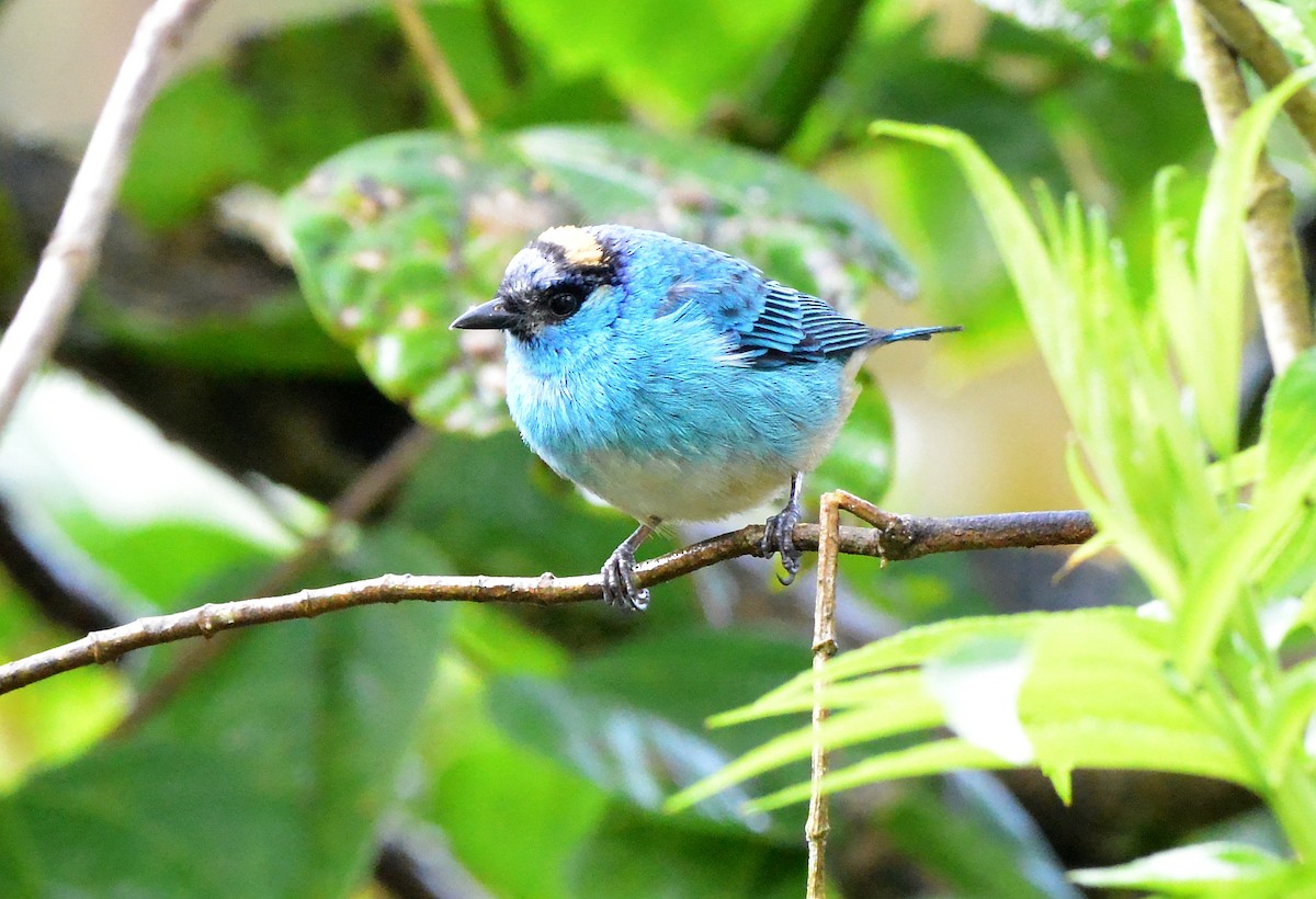 Golden-naped Tanager (Golden-naped) - ML631723197