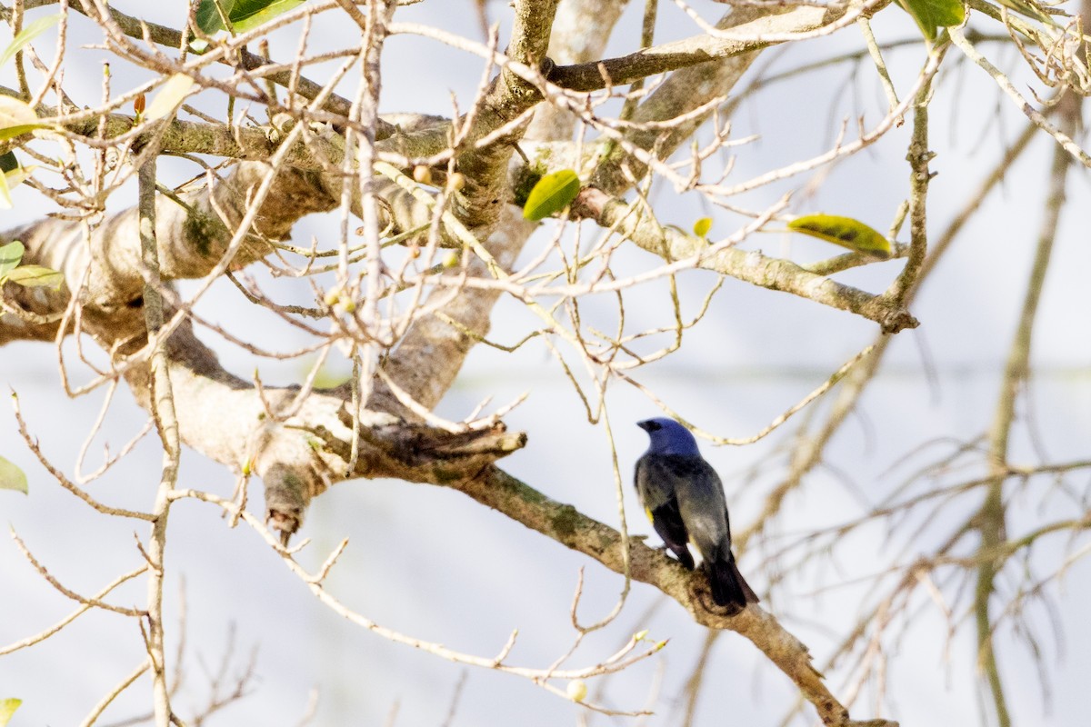 Yellow-winged Tanager - ML631723205