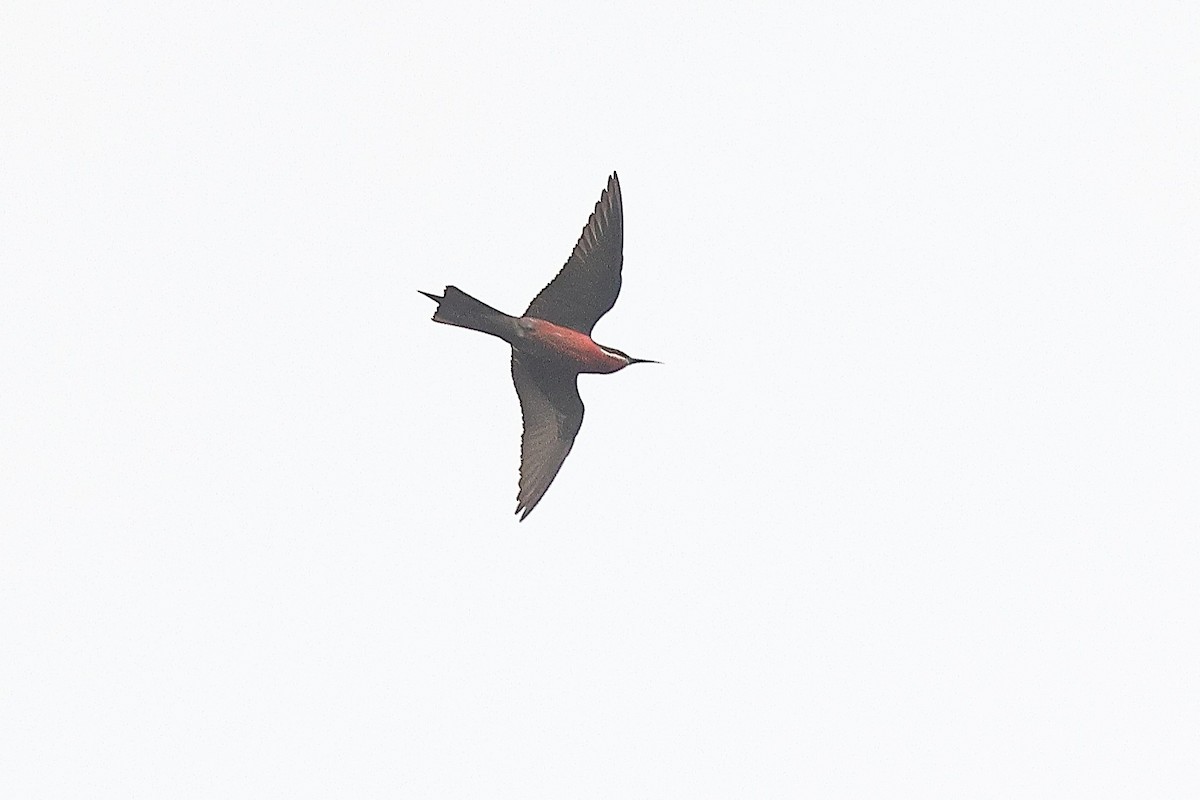 Rosy Bee-eater - ML631723242