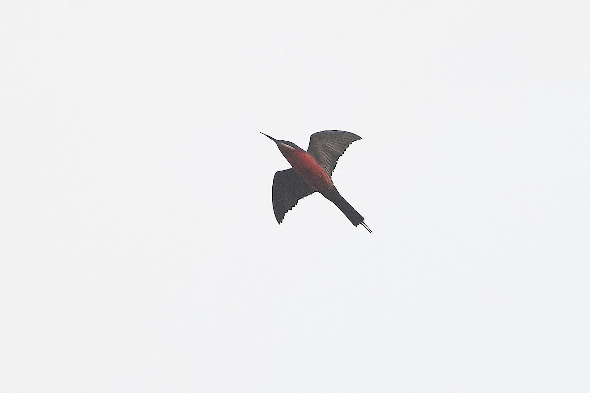 Rosy Bee-eater - ML631723244