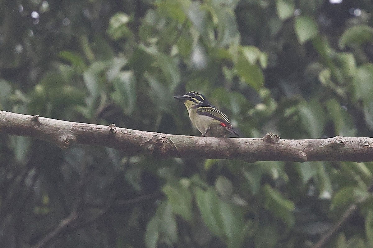 Red-rumped Tinkerbird - ML631723253