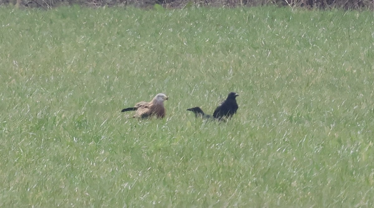 Red Kite - ML631723260