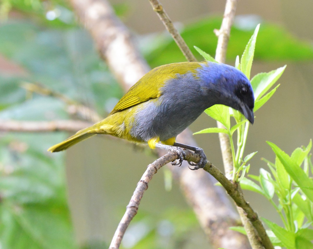 Blue-capped Tanager (Blue-capped) - ML631723287